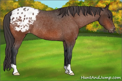 Horse Color: Brown Blanket Rabicano 