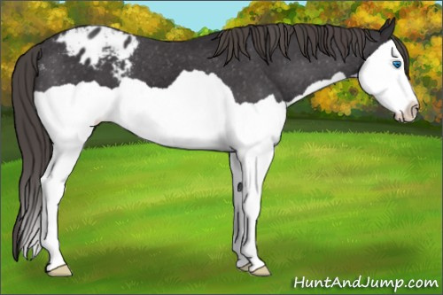 Horse Color: Smoky Black Splash Blanket 