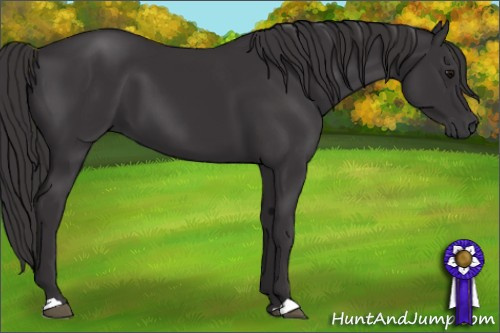 Horse Color: Buckskin 