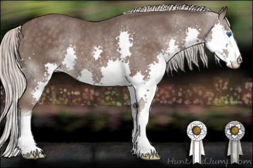 Horse Color: Silver Black Splash Rabicano 