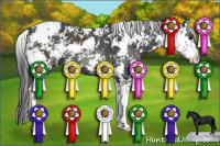 Horse Color:Black Sabino