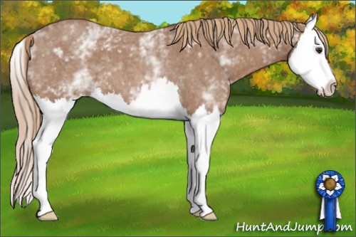 Horse Color: White Spotted Red Roan Splash 