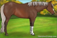 Horse Color:Silver Brown 