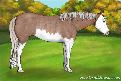 Horse Color: Silver Bay Roan Splash Rabicano 