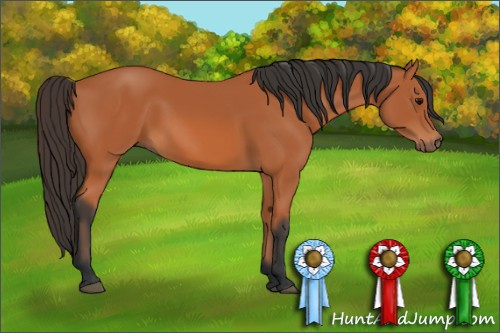 Horse Color: Bay 