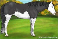 Horse Color:Black Splash 