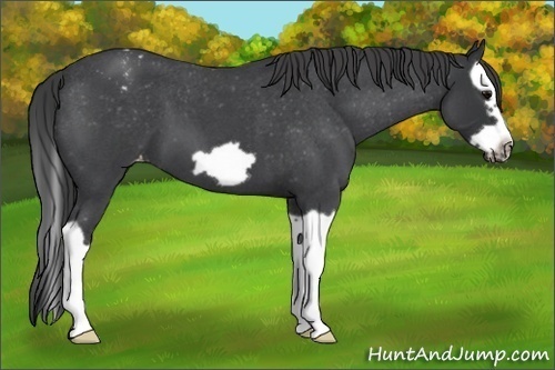Horse Color: Blue Roan Splash Frame Varnish 