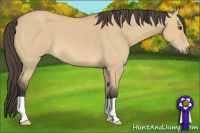 Horse Color:Buckskin Dun 