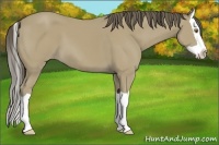 Horse Color:Classic Cream Champagne Splash 