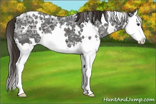 Horse Color: White Spotted Liver Chestnut Ice Sabino Splash 