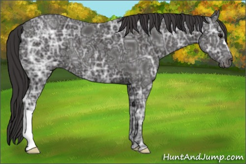 Horse Color: Buckskin Ice 