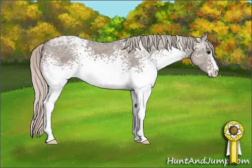 Horse Color: White Spotted Silver Grullo Ice Sabino 