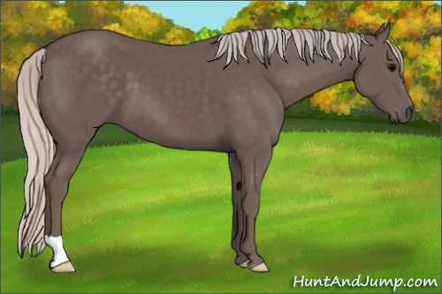 Horse Color: Silver Black 