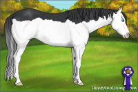 Horse Color:Black Splash 