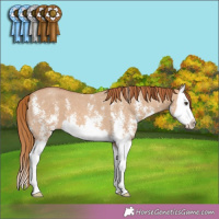 Horse Color:Red Dun Sabino Splash