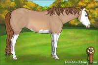 Horse Color:Red Dun Sabino Splash 