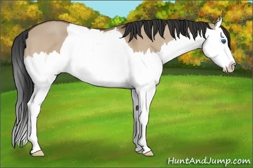 Horse Color: Bay Dun Sabino Splash 