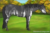 Horse Color:White Spotted Blue Roan Rabicano  Brindle