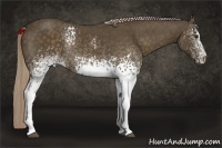 Horse Color:White Spotted Chocolate Palomino Sabino Rabicano 
