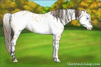 Horse Color:Buckskin Roan Frame Appaloosa 