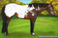 Horse Color:Gray Bay Appaloosa 