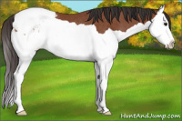 Horse Color:Bay Splash Snowcap Rabicano 