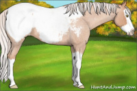 Horse Color:Silver Amber Champagne Roan Splash Appaloosa 