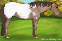 Horse Color:Classic Champagne Appaloosa 