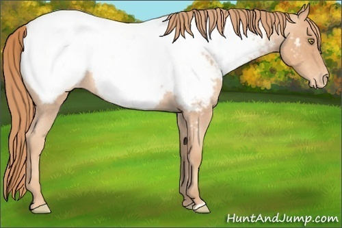 Horse Color: Gold Champagne Roan Near Fewspot 