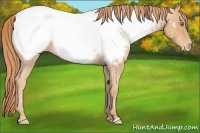 Horse Color:Gold Champagne Roan Near Fewspot 