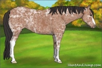 Horse Color:Bay Ice 