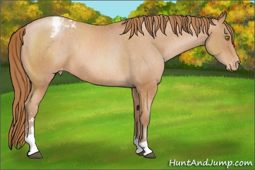 Horse Color: Bay Pearl Sabino Blanket 