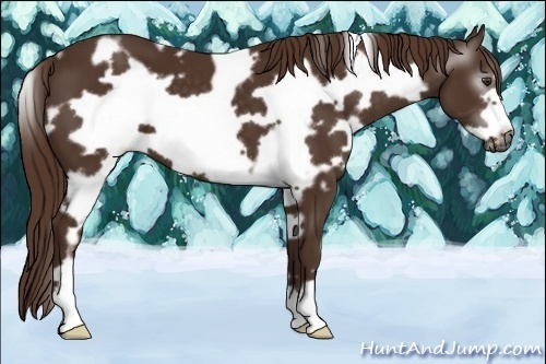 Horse Color:Gray White Spotted Chestnut Frame