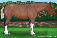 Horse Color:Silver Bay Roan 
