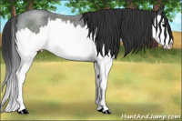 Horse Color:Blue Roan Splash Rabicano