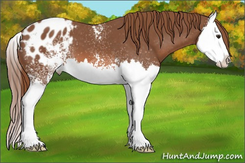 Horse Color: White Spotted Liver Chestnut Splash Blanket 