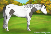 Horse Color:Grullo Splash Tobiano 