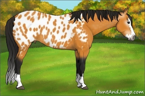 Horse Color:Gray Buckskin Sabino Splash Blanket
