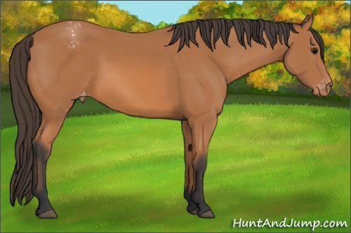 Horse Color: Bay Snowcap 