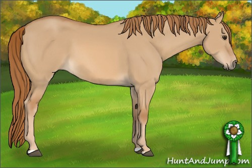 Horse Color: Red Dun 