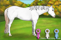 Horse Color:Chestnut Splash Appaloosa 