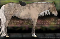 Horse Color:Silver Sable Champagne Ice Roan 