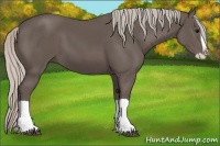 Horse Color:Silver Black Splash 
