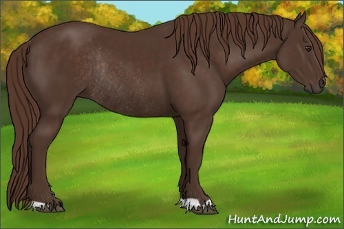 Horse Color: Liver Chestnut Rabicano 