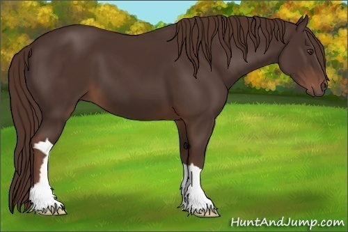 Horse Color: Liver Chestnut 