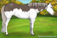 Horse Color:Silver Black Splash 
