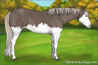 Horse Color:Silver Black Splash 