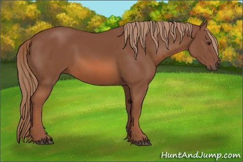 Horse Color: Chestnut 