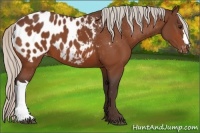Horse Color:Silver Bay Appaloosa 