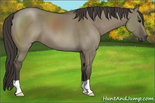Horse Color: Smoky Grullo 